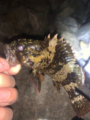 ライトゲーム！