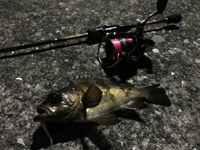 大アジ狙いのはずが…