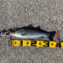 大阪南港へエビ撒き釣行