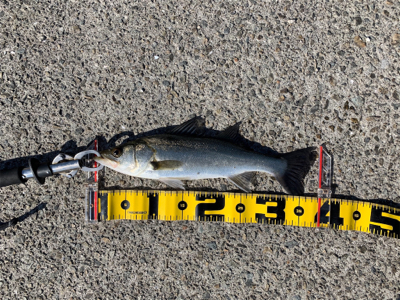 大阪南港へエビ撒き釣行