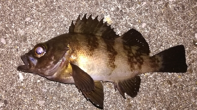 メバリング1805〜1850