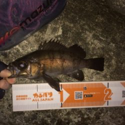 この時期らしい釣りです