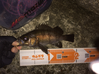 この時期らしい釣りです