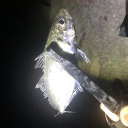 まだまだアジング