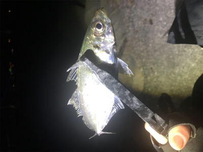 まだまだアジング