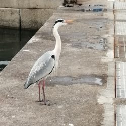 サビキ釣果のみ!