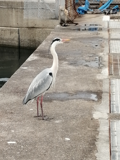 サビキ釣果のみ!