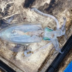 北九州ティップラン