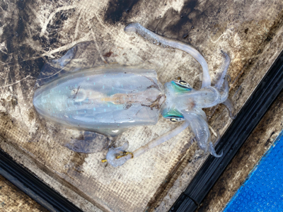 北九州ティップラン