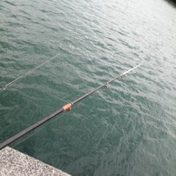 今日もサビキ！