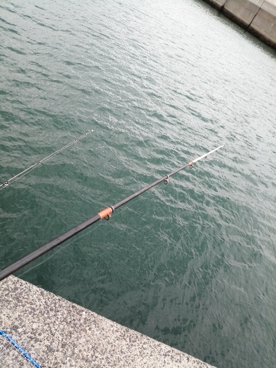 今日もサビキ！