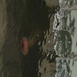 やっぱりハネには会えませんでしたが….