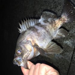 深夜のメバリング