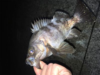 深夜のメバリング