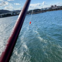 子鯵爆釣!たまに鰯。