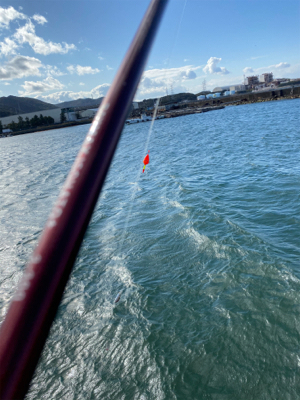 子鯵爆釣!たまに鰯。