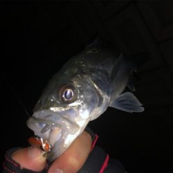 メバルプラッキング