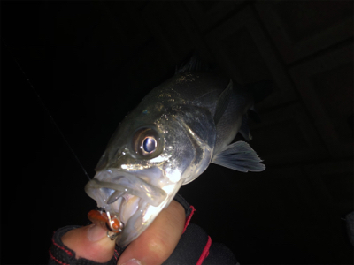 メバルプラッキング