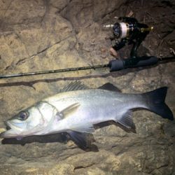 爆釣　アジプラッギング