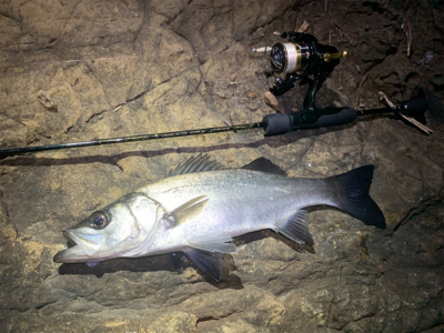 爆釣　アジプラッギング