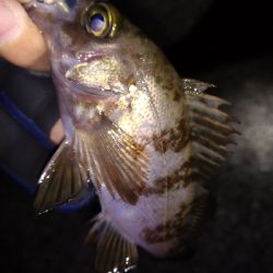 ナイトメバリング