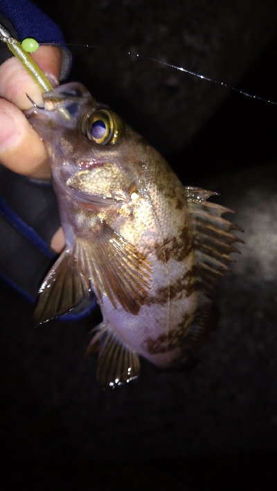 ナイトメバリング