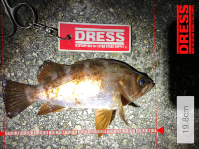 同じような釣果