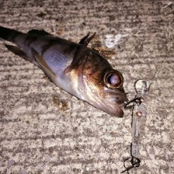 トゥイッチ強し