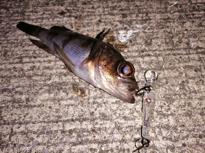 トゥイッチ強し