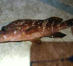 五目達成ならず・・・