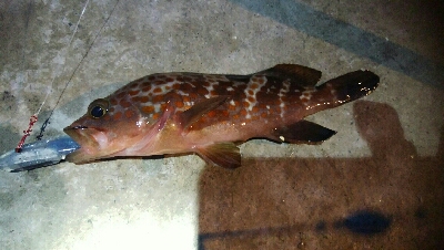 五目達成ならず・・・