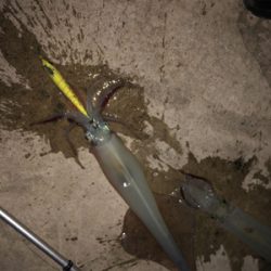 メバルのちヤリイカ