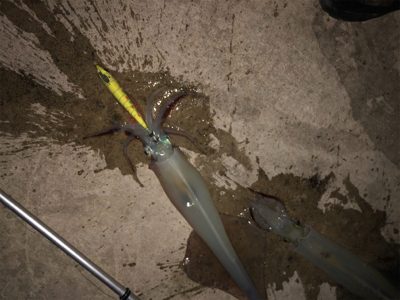 メバルのちヤリイカ