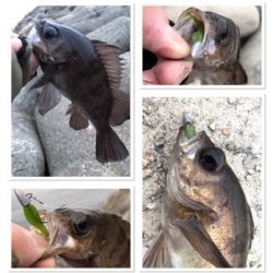 2020ライトゲーム第8戦