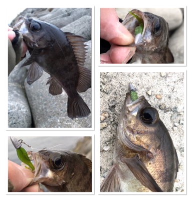 2020ライトゲーム第8戦