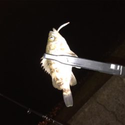 メバルを求めて⑦