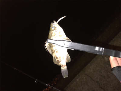 メバルを求めて⑦