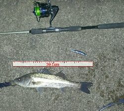 チーバスでも釣れれば面白い