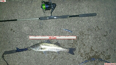 チーバスでも釣れれば面白い