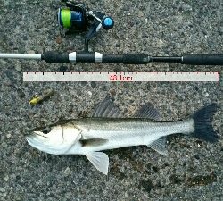 朝マズメに2キャッチ