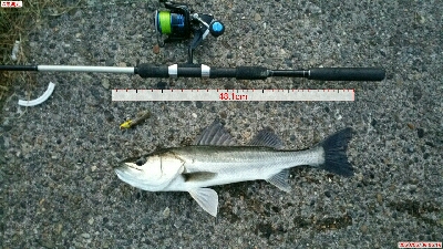 朝マズメに2キャッチ