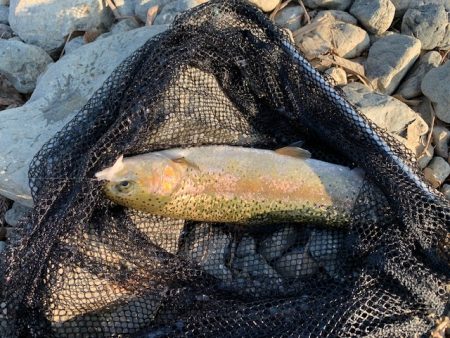 芥川管理釣り場