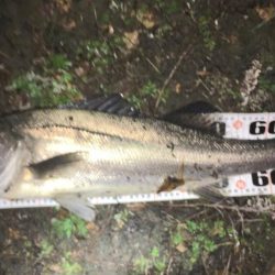 シードライブがハマる明暗シャロー