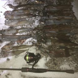 ヤリイカエギング