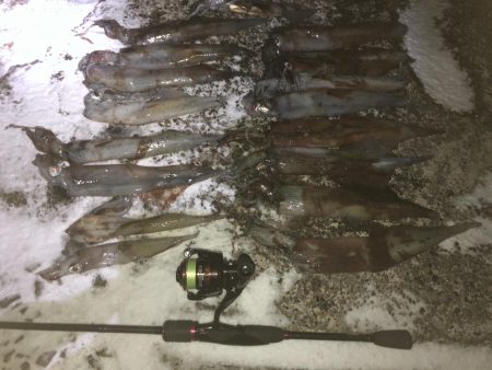 ヤリイカエギング