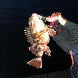 ヤリイカ釣れます☆