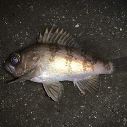 記録更新！最小のね…