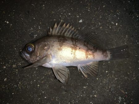 記録更新！最小のね…