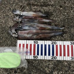 大潮に期待したけど……