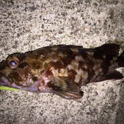 ぼちぼちとメバリング